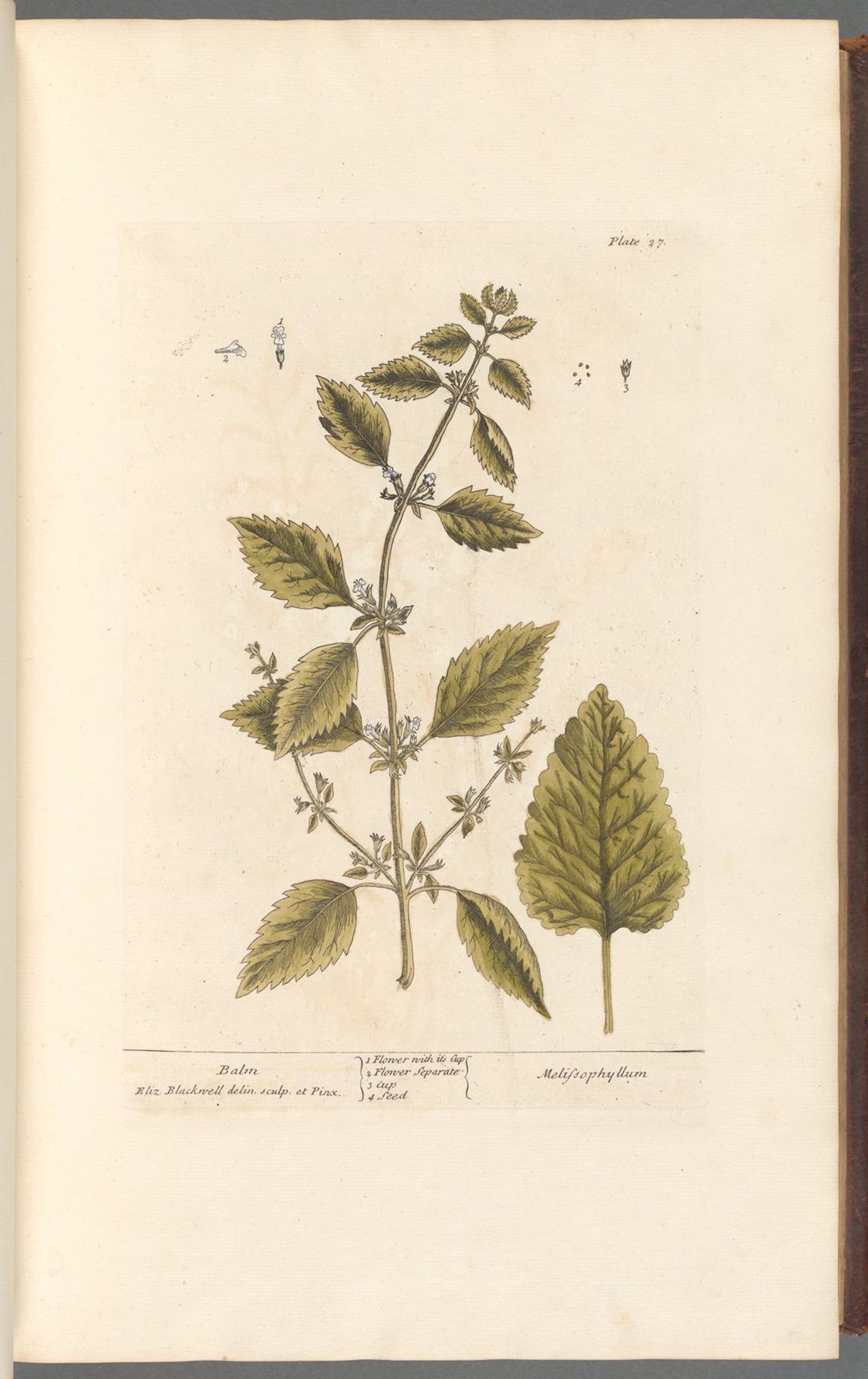 Antique Botanicals | Balm
