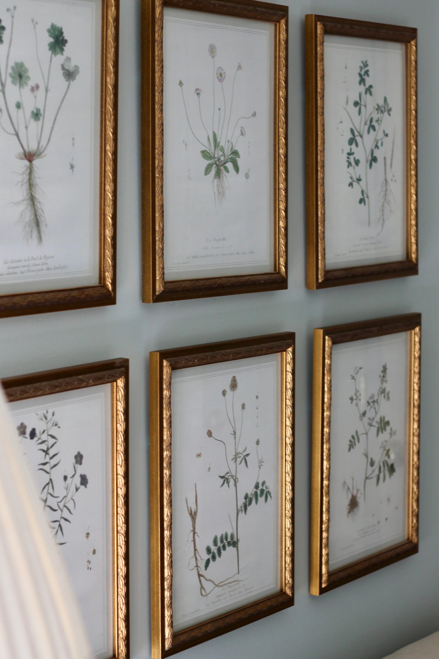 French Botanicals with Soft Border | Le Lin Commun