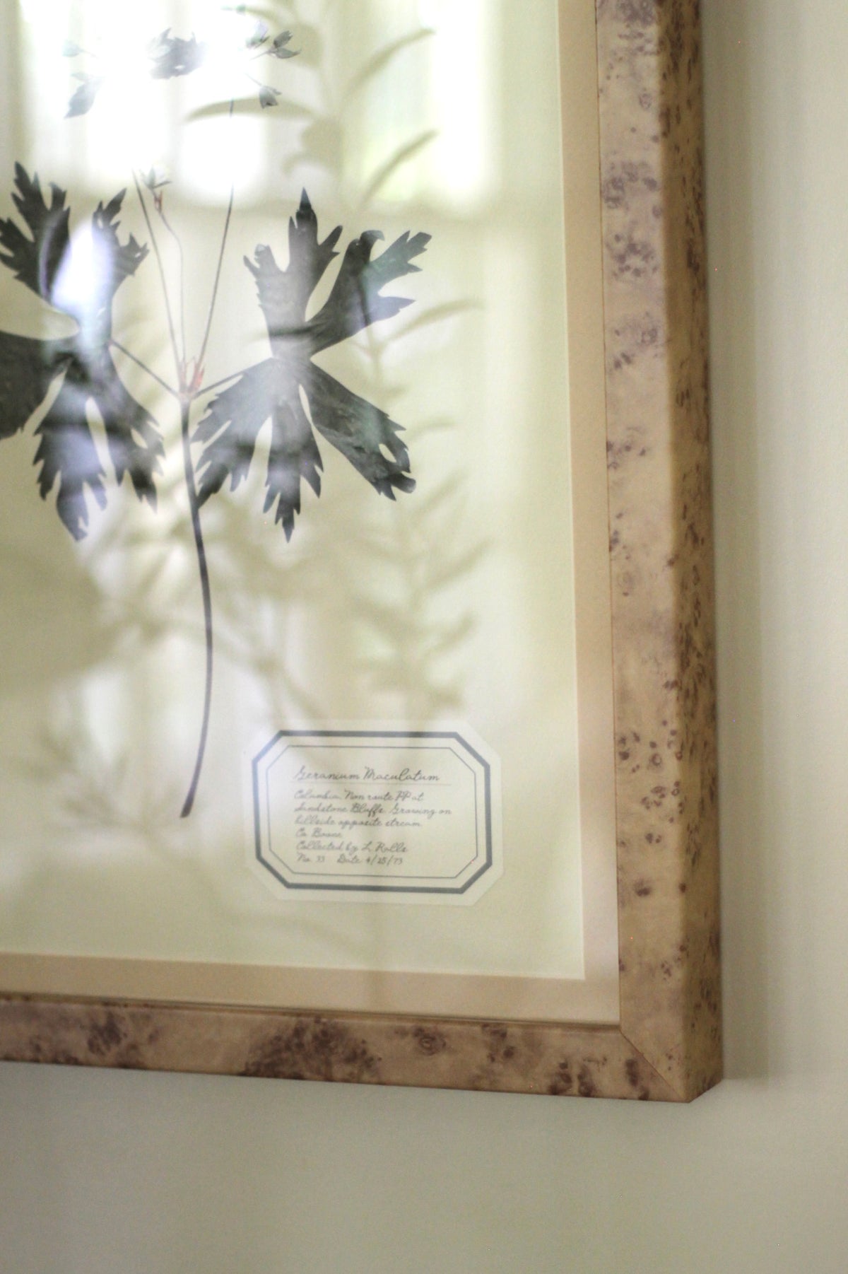 Aunt Lisa's Herbarium 4