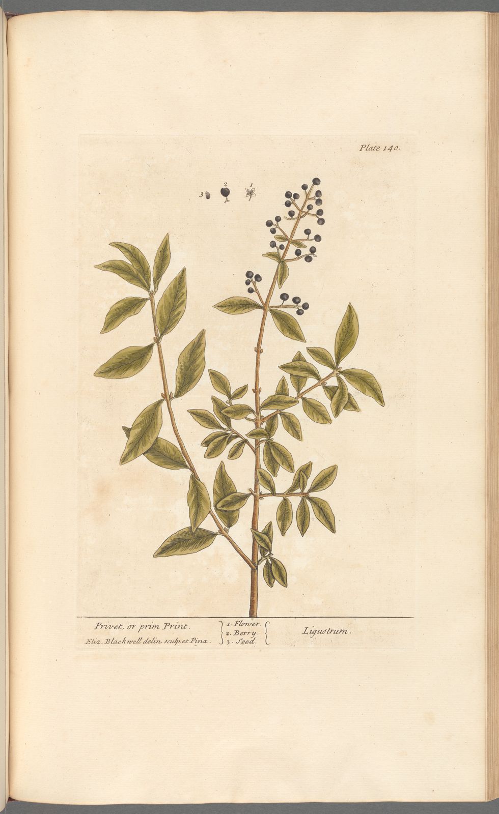 Antique Botanicals | Privet