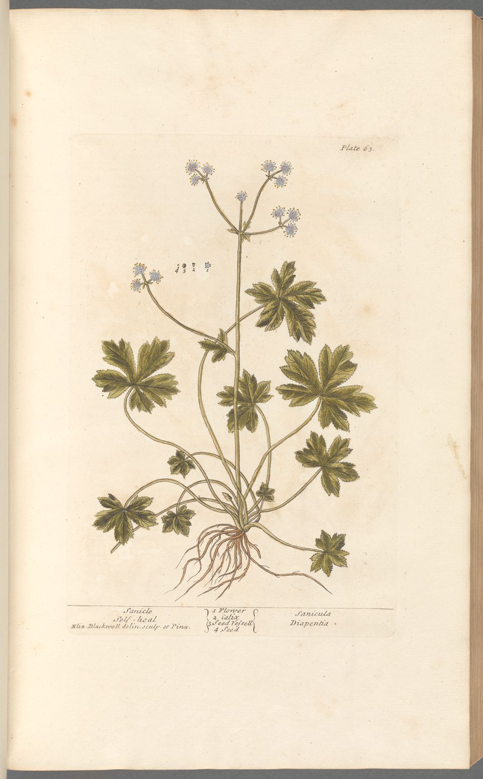 Antique Botanicals | Sanicle