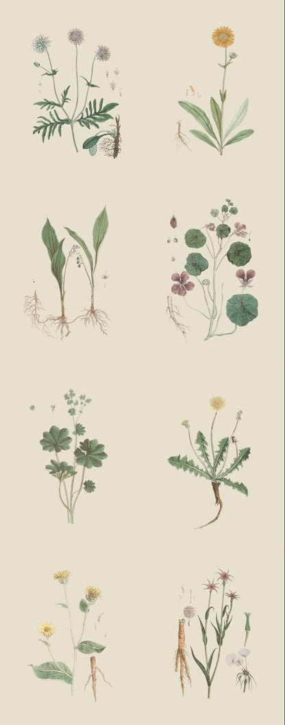 French Botanicals on Cream 3
