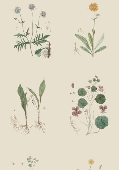 French Botanicals on Cream | Set of 8