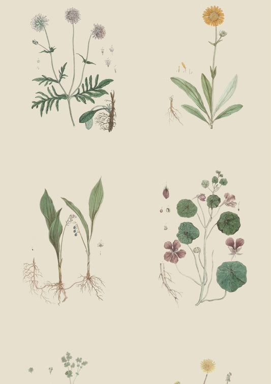 French Botanicals on Cream | Set of 8