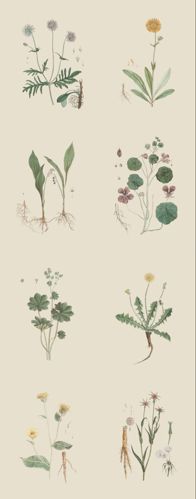 French Botanicals on Cream | Set of 8