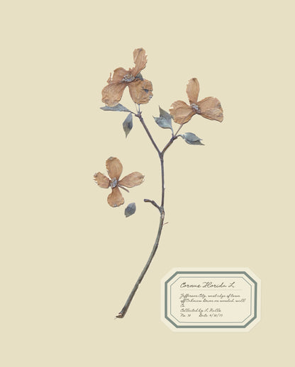 Aunt Lisa's Vintage Herbarium Prints