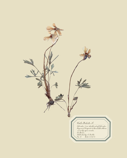 Aunt Lisa's Herbarium 2