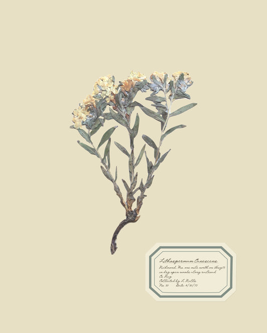 Aunt Lisa's Herbarium 3