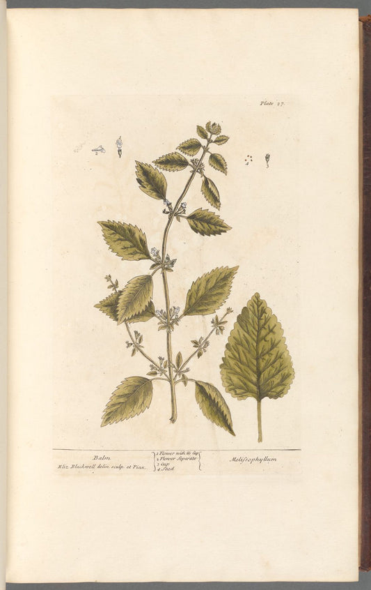 Antique Botanicals | Balm