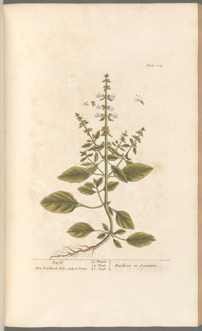 Antique Botanical Collection | Art Prints | Set of 12
