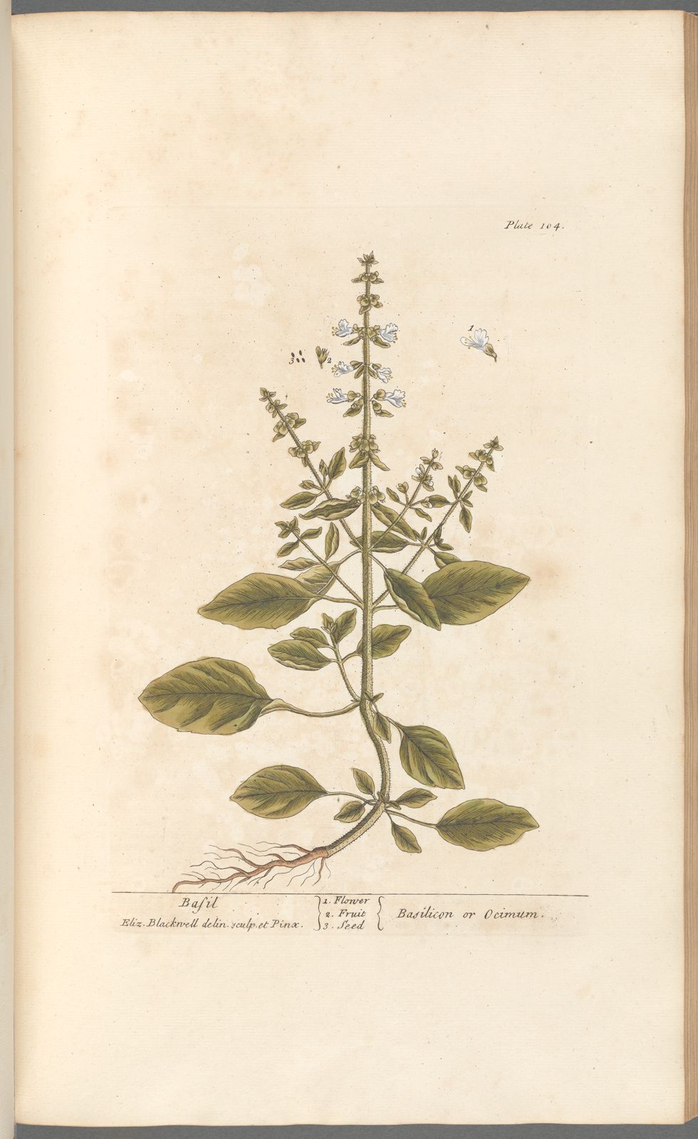 Antique Botanicals | Basil