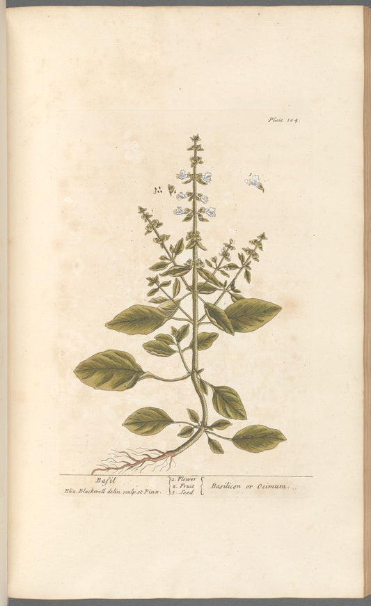 Antique Botanicals | Basil
