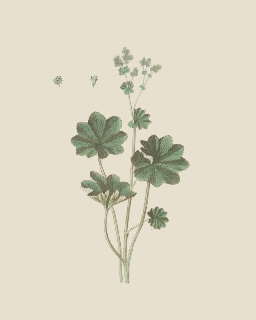 French Botanicals on Cream 3