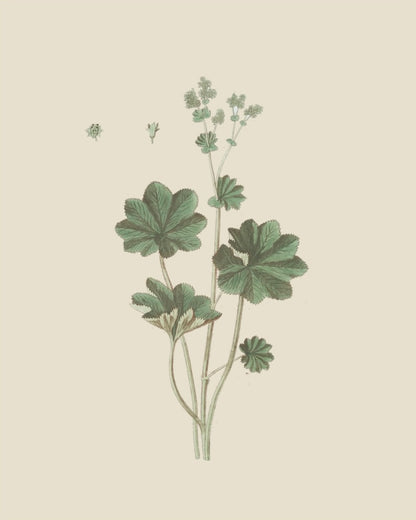 French Botanicals on Cream 3