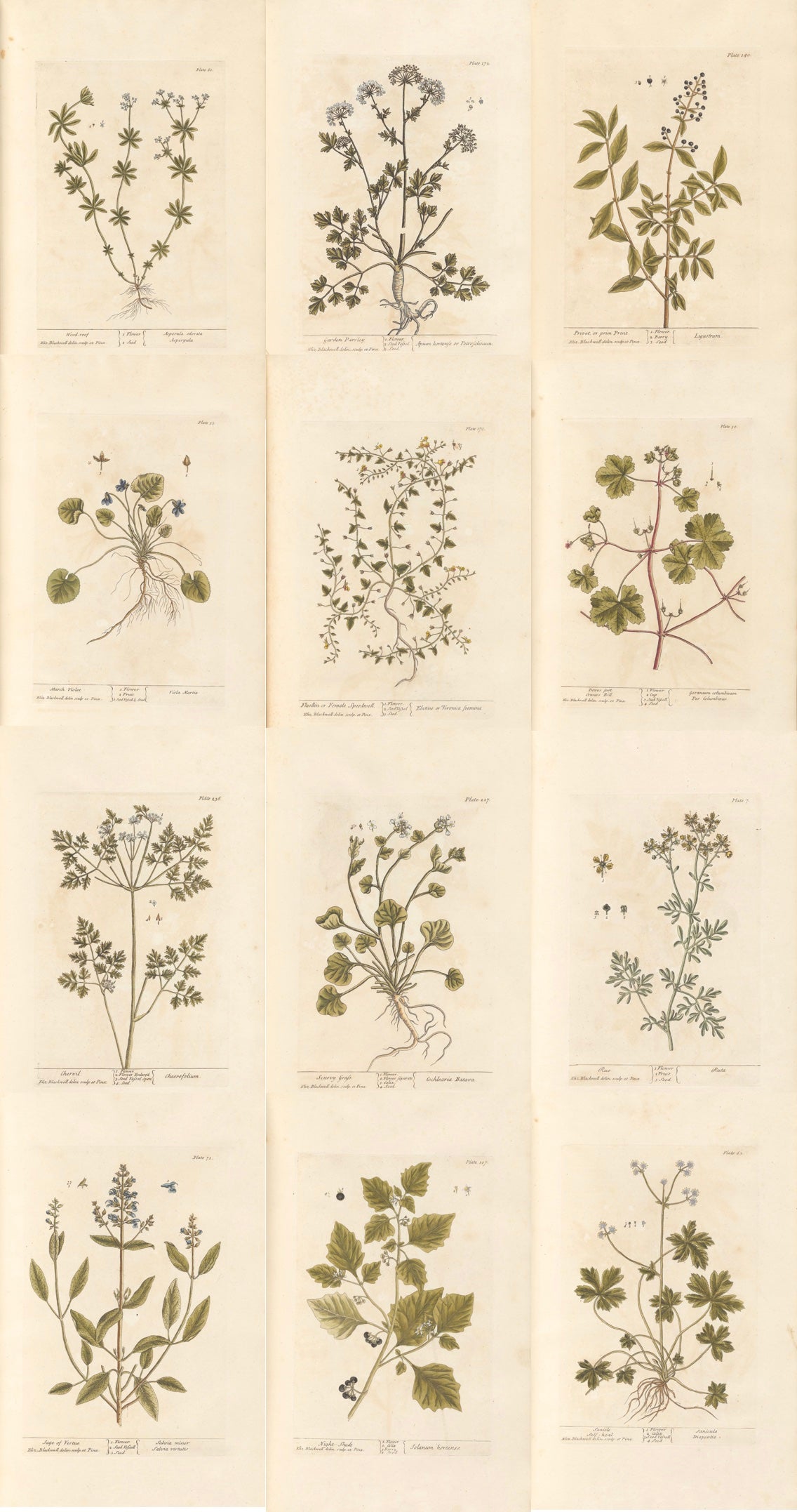 Antique Botanical Collection | Art Prints | Set of 12