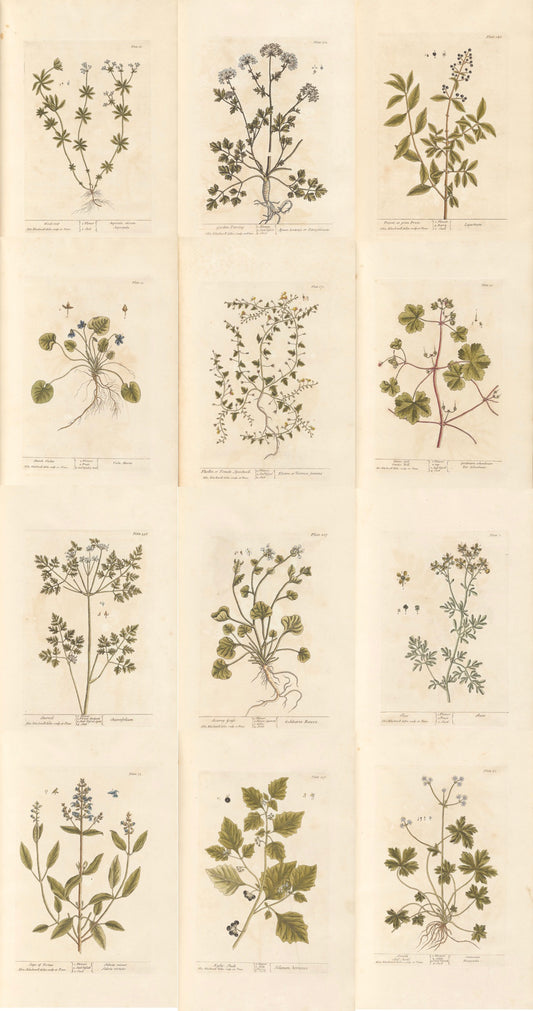 Antique Botanical Collection | Art Prints | Set of 12