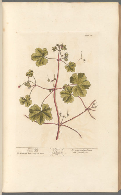 Antique Botanical Collection | Art Prints | Set of 12