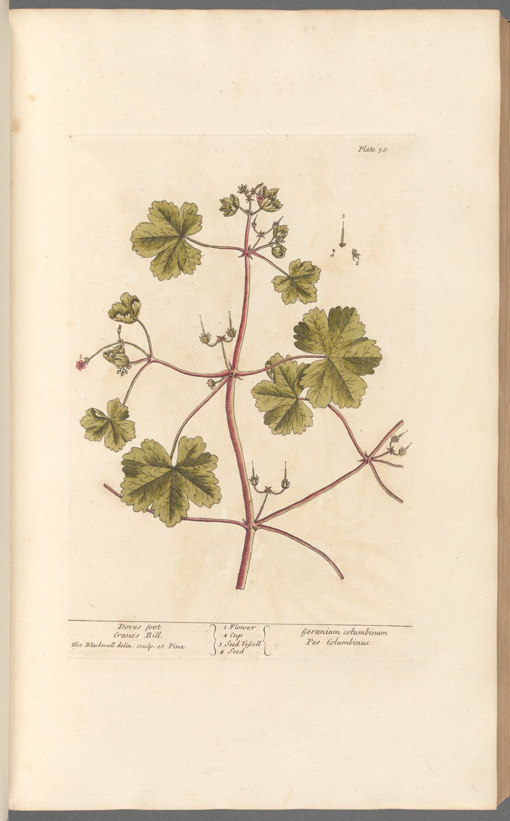 Antique Botanicals | Doves Foot