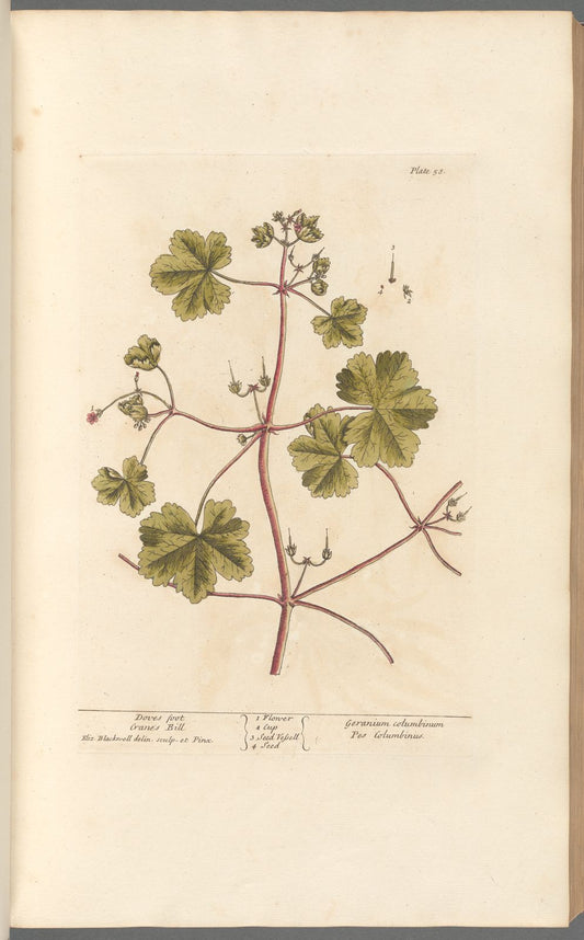 Antique Botanicals | Doves Foot