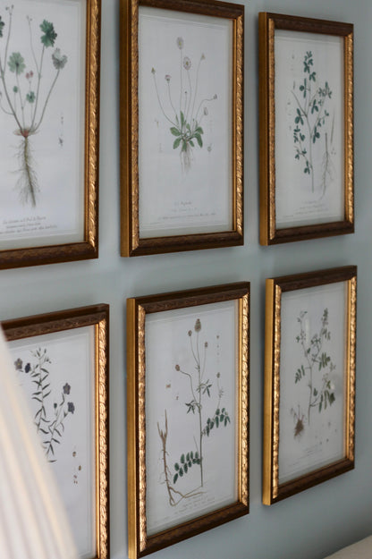 French Botanicals with Soft Border | Le Lin Commun