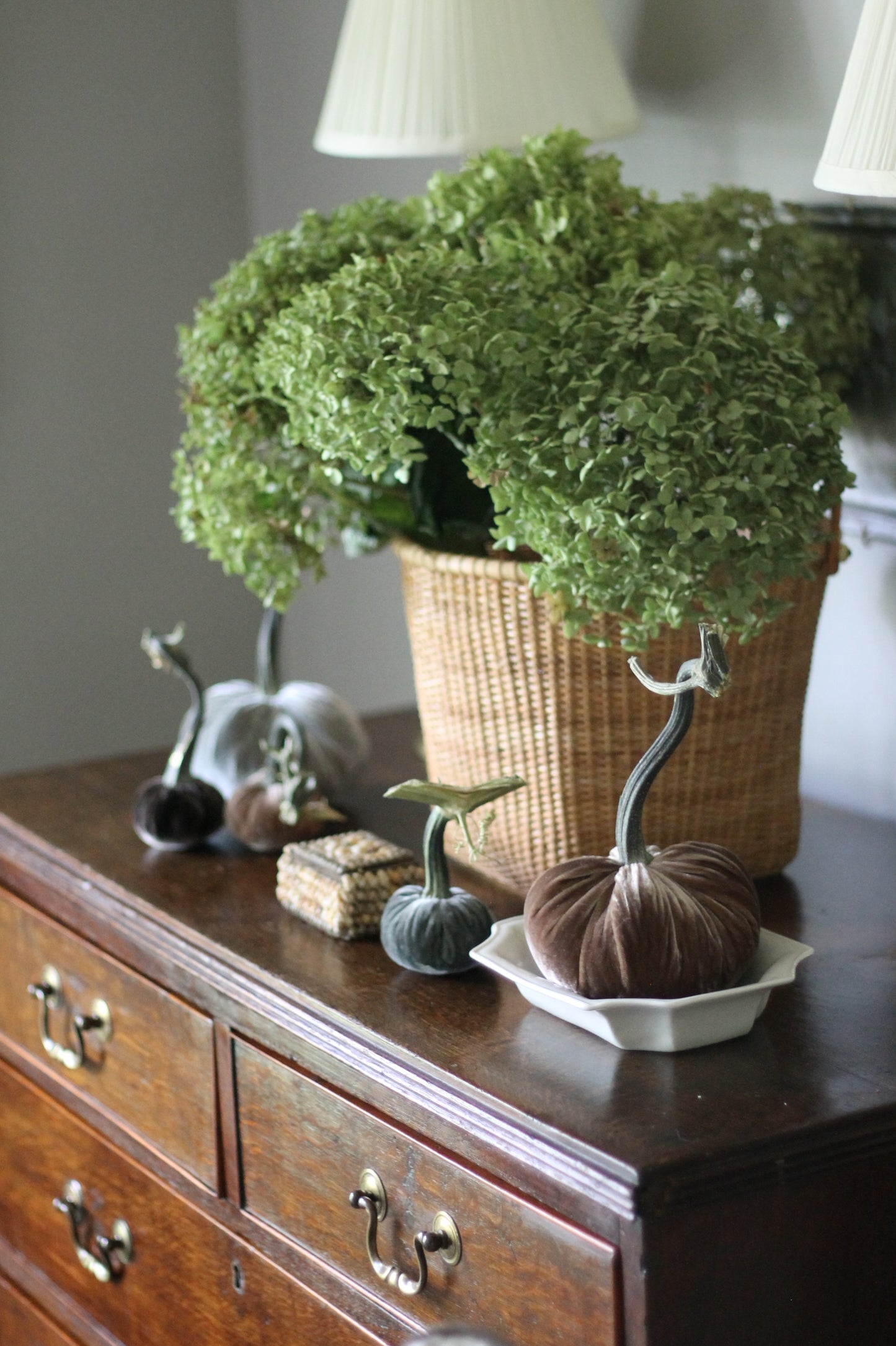 Espresso Velvet Pumpkins