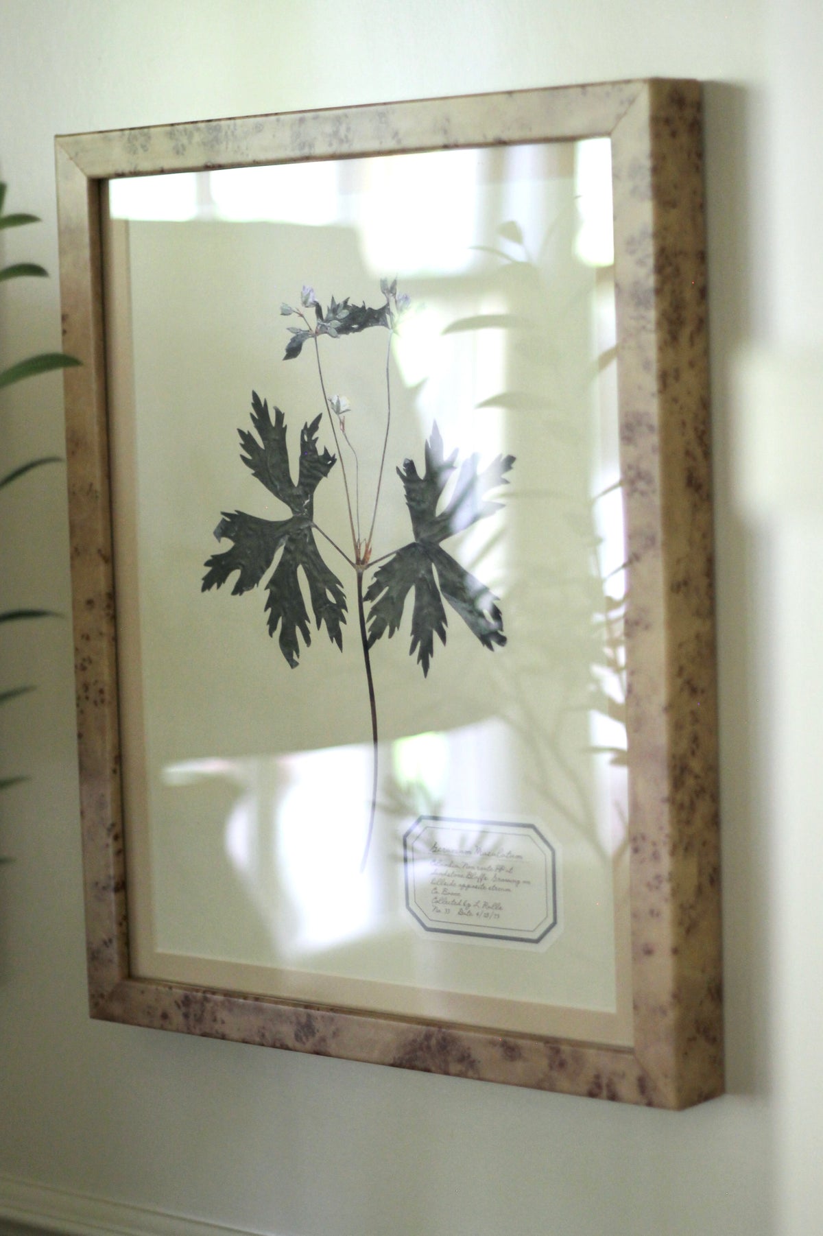 Aunt Lisa's Herbarium 4