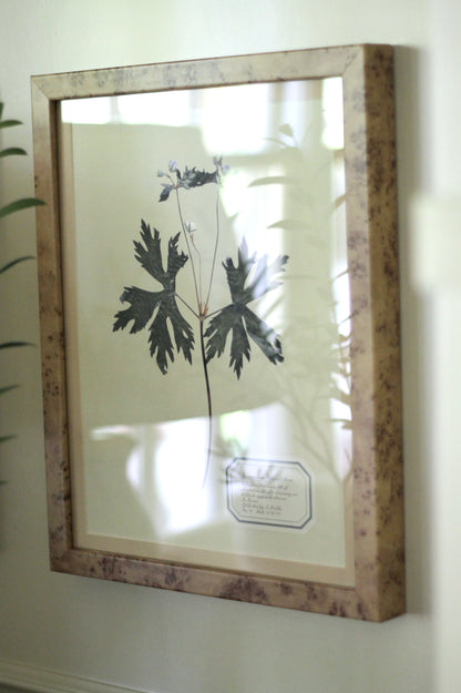Aunt Lisa's Herbarium 4