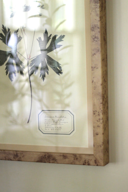 Aunt Lisa's Herbarium 4