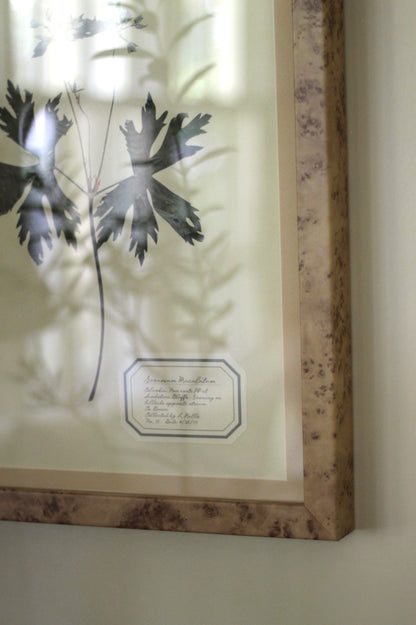 Montecito Frames