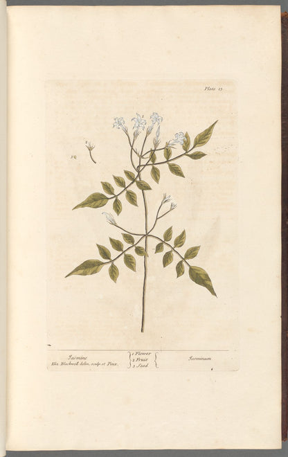 Antique Botanical Collection | Art Prints | Set of 12