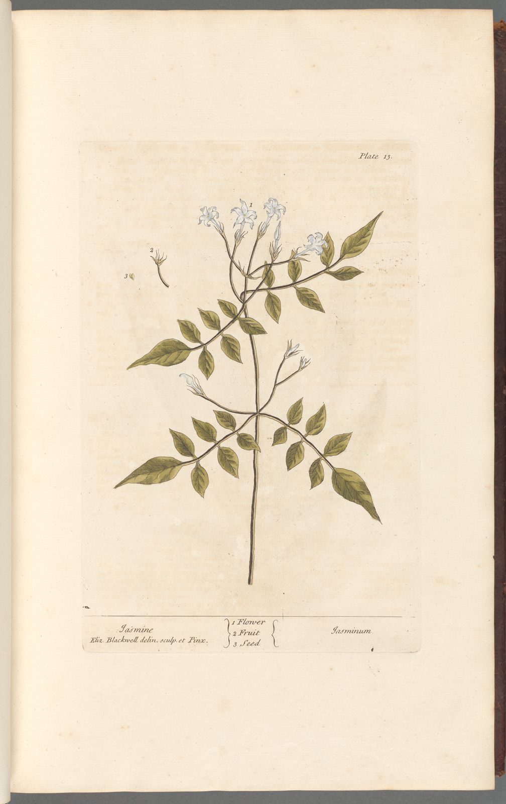 Antique Botanicals | Jasmine