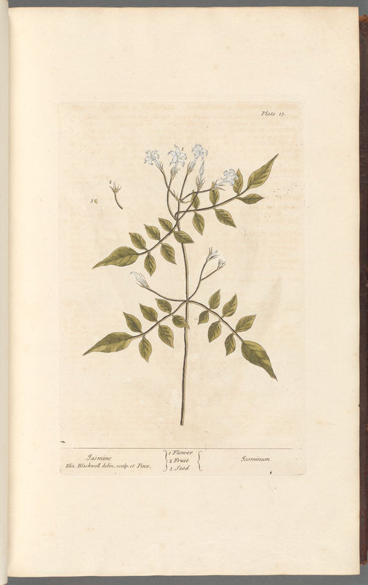 Antique Botanicals | Jasmine
