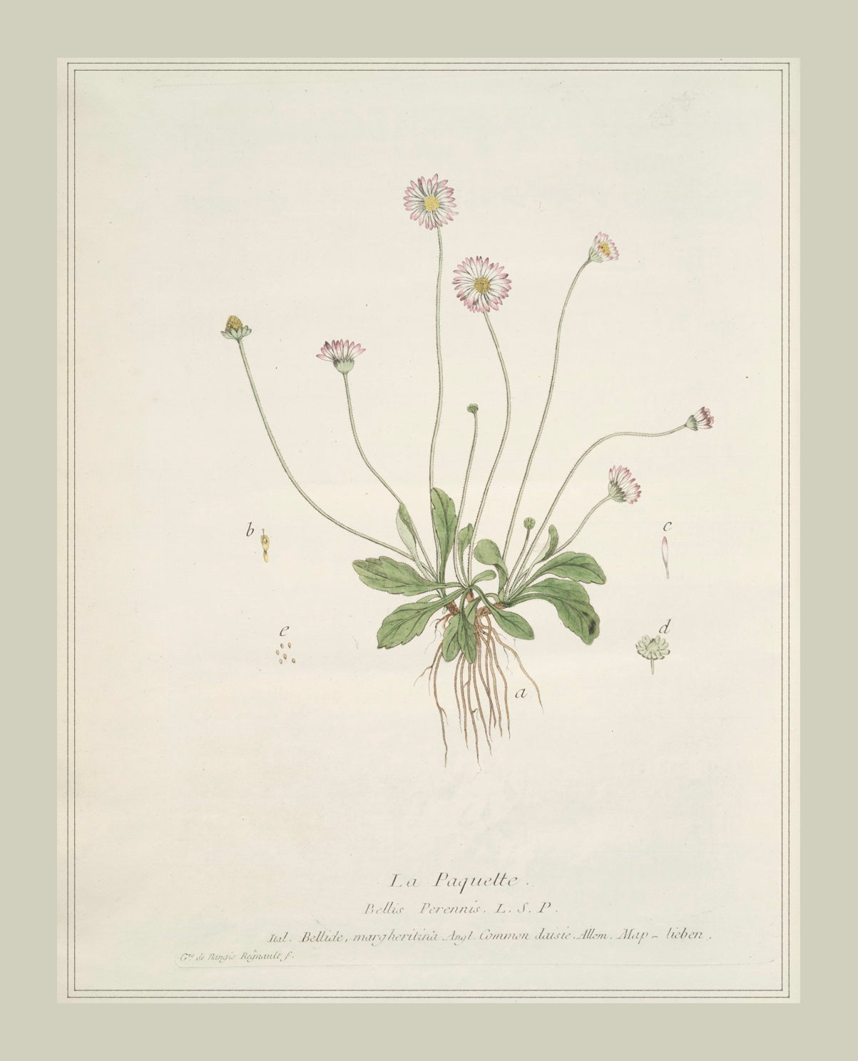 French Botanicals with Soft Border | La Paquette