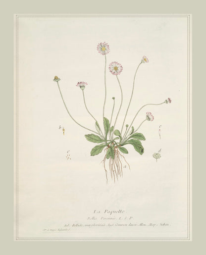 French Botanicals with Soft Border | La Paquette