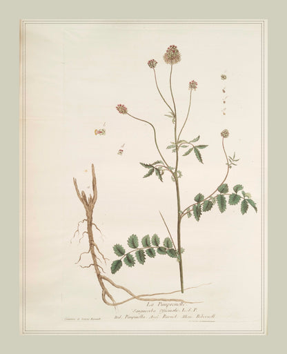 French Botanicals with Soft Border | La Pimprenelle