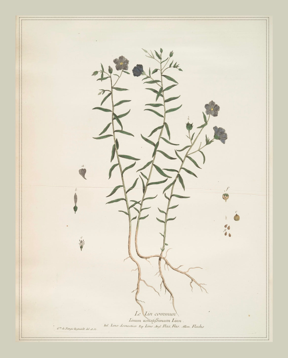 French Botanicals with Soft Border | Le Lin Commun