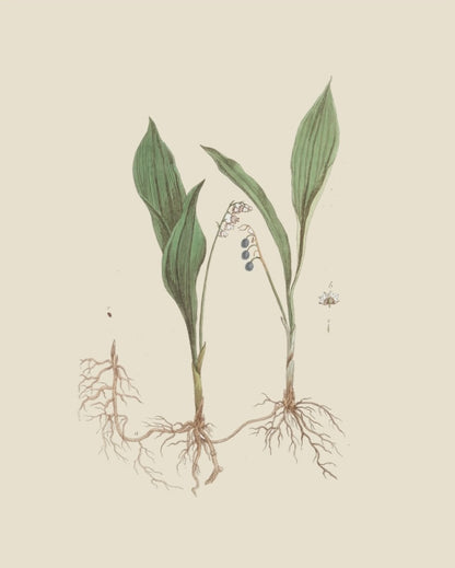 French Botanicals on Cream 1 (lily of the valley)