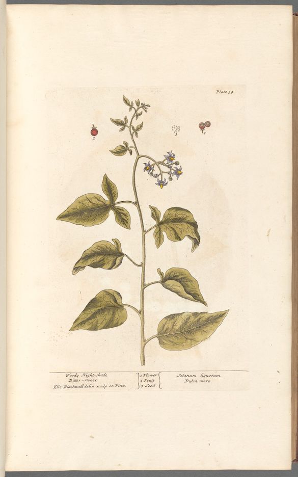 Antique Botanicals | Night Shade