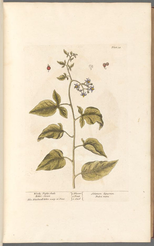 Antique Botanicals | Night Shade
