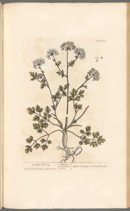 Antique Botanical Collection | Art Prints | Set of 12