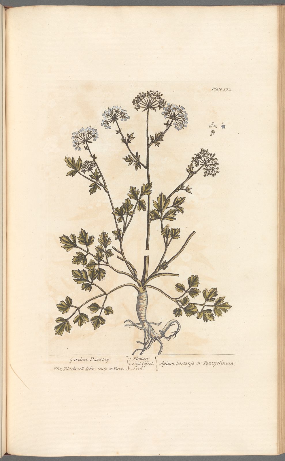 Antique Botanicals | Garden Parsley