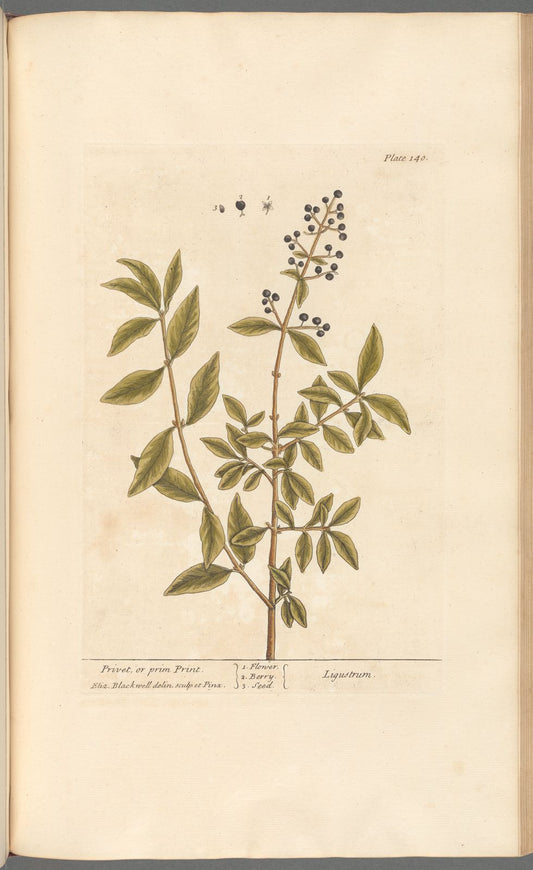 Antique Botanicals | Privet