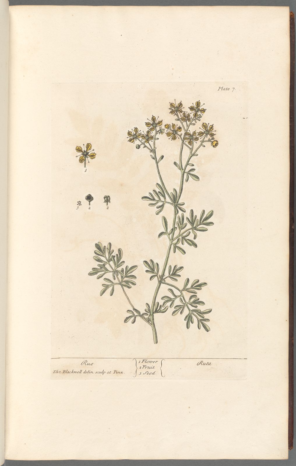 Antique Botanicals | Rue