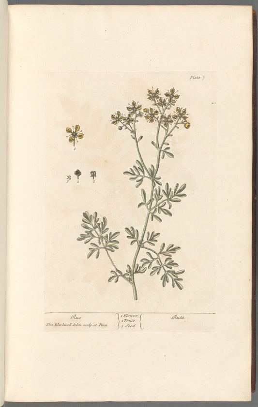 Antique Botanicals | Rue