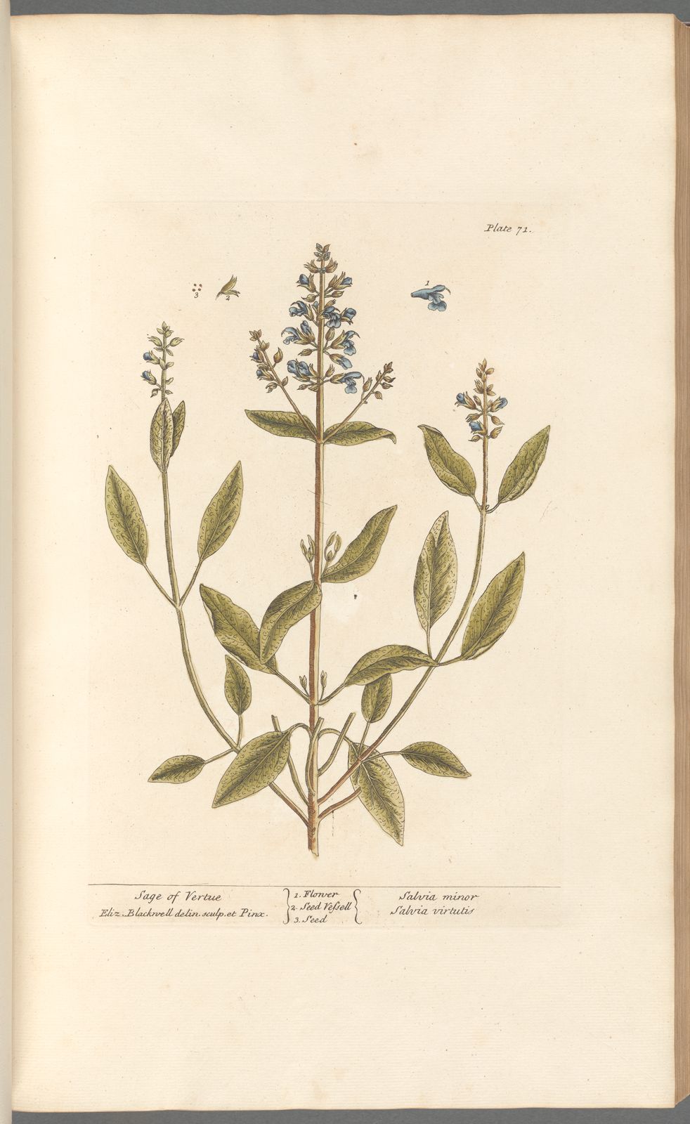 Antique Botanicals | Sage