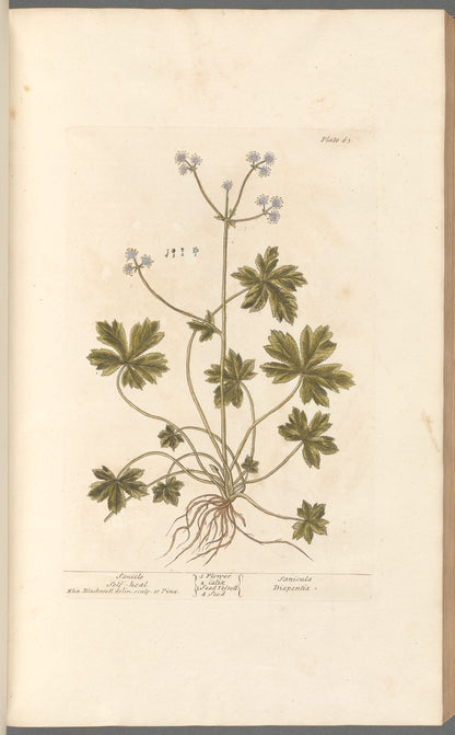 Antique Botanical Collection | Art Prints | Set of 12