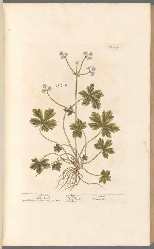 Antique Botanicals | Sanicle