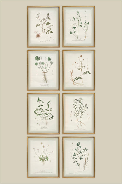French Botanicals with Soft Border | Le Lin Commun