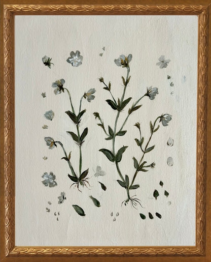 Botanical Studies - Viola