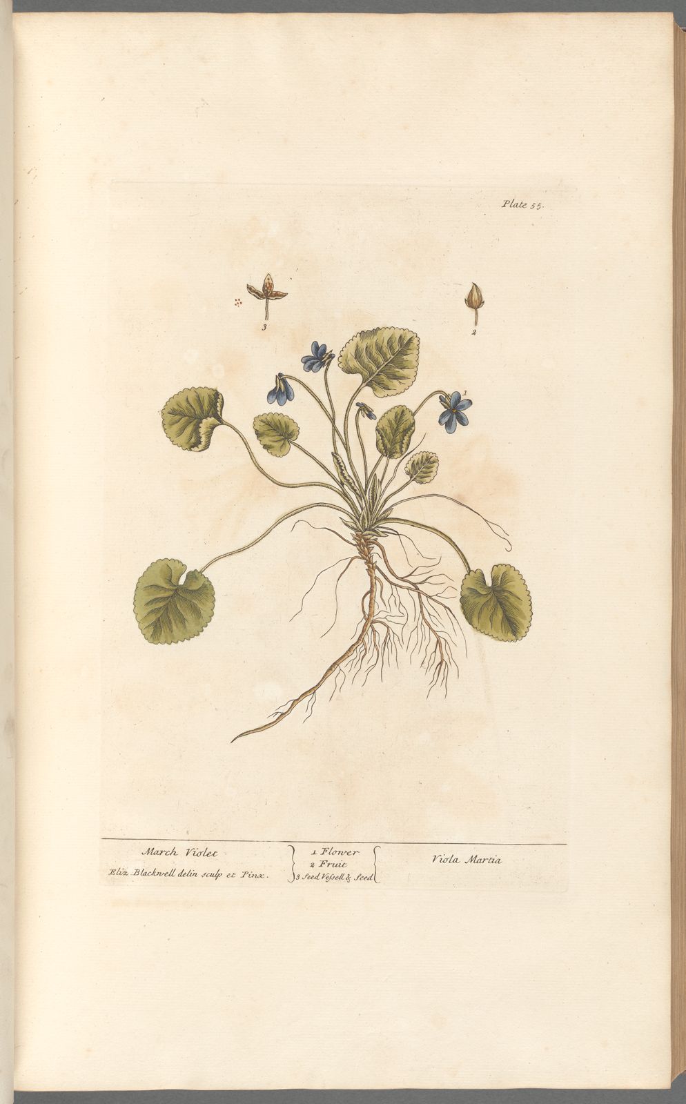 Antique Botanical Collection | Art Prints | Set of 12